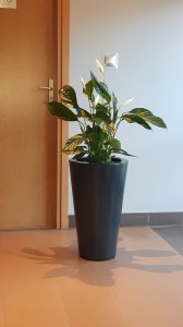Donica  LEY Ø36x66 ANTRACYT MAT