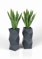 Asti-Zestaw-Plant.jpg
