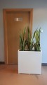 Załącznik nr.6   80 x 30 x 80 biały po ?ysk + Sansevieria Laurenti Wysoka.jpg